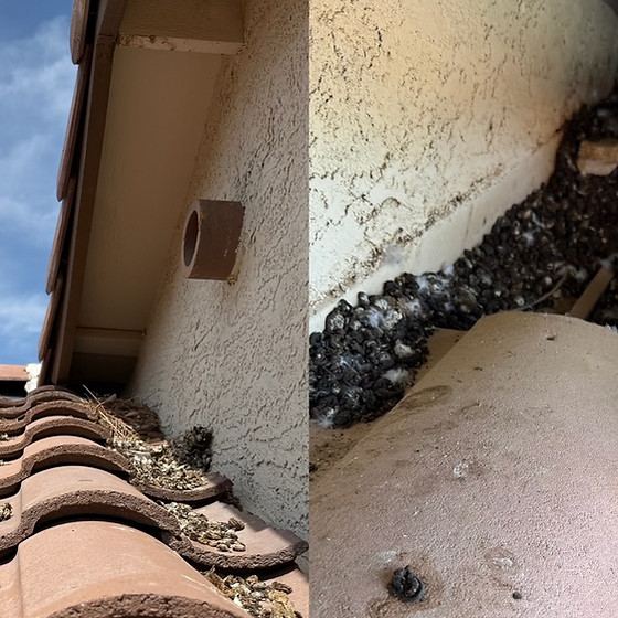 Bird droppings and nesting debris built up along a tile roofline and stucco wall