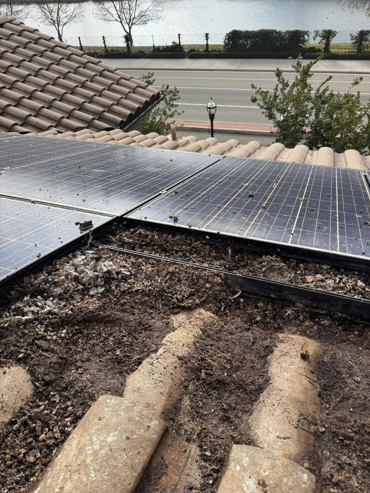 Bird nesting debris packed underneath a rooftop solar panel array