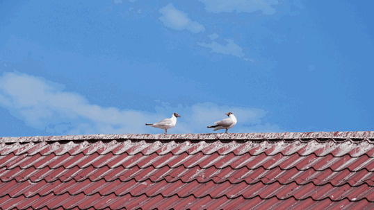 Pigeons on roof