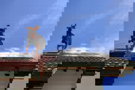 Man pressure washing a roof